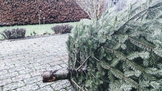 Lækkertrist? her er nogle bud 