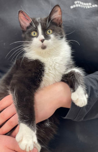 Viborg Internat har masser af katte 