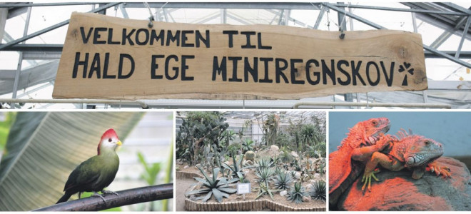 Besøg Hald Ege Miniregnskov fra imorgen igen