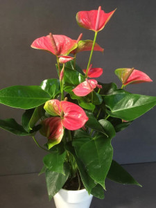 Scandflor, forkæl en til VALENTINES DAY ❤️