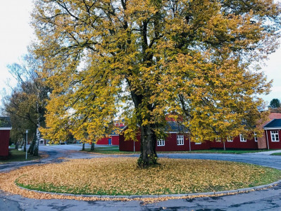 ”GAMMEL-ELEV-DAG” på Hald Ege Efterskole