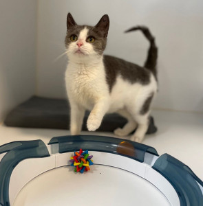 Viborg Internat har masser af katte 