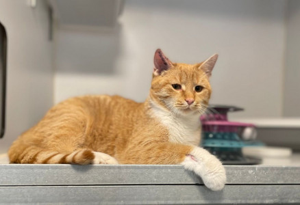 Viborg Internat har masser af katte 