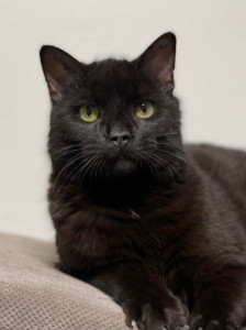 Viborg Internat har masser af katte 