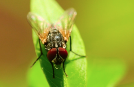 Insekter, myg og fluer - NEJ TAK