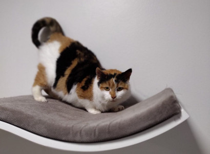 Viborg Internat har masser af katte 